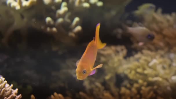Kare Anthias Pseudanthias Pleurotaenia Balık Sualtında Arka Planda Mercanlar — Stok video