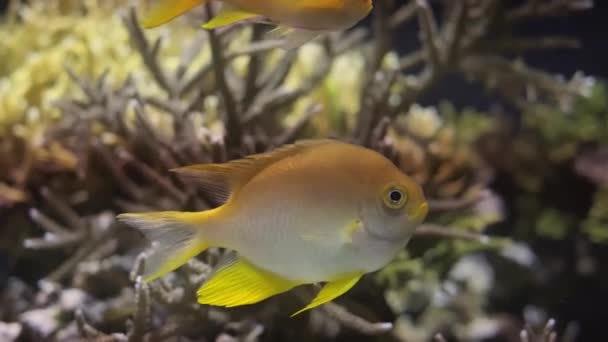 Goldlibelle Amblyglyphidodon Aureus Unter Wasser Meer Mit Korallen Hintergrund — Stockvideo