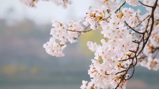 Kukkiva Sakura Kirsikankukka Lähikuva Tausta Keväällä Etelä Korea — kuvapankkivideo