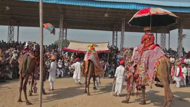 Pushkar India Noviembre 2012 Concurso Concursos Decoración Camellos Pushkar Mela — Vídeo de stock