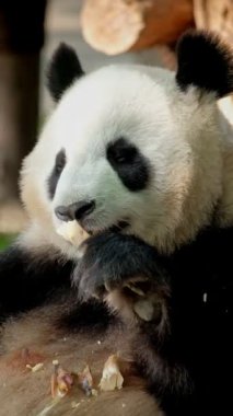 Çin turistik cazibesi - dev panda bambu yiyor. Chengdu, Sichuan, Çin
