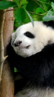 Ağaçtaki dev panda yavrusu. Chengdu, Sichuan, Çin