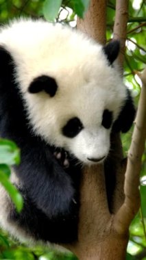 Ağaçtaki dev panda yavrusu. Chengdu, Sichuan, Çin