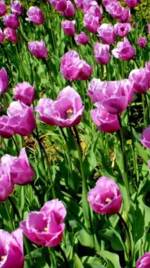 Çiçek açan pembe laleler Keukenhof çiçek bahçesinde çiçek açtı. Avrupa Bahçesi olarak da bilinir. Dünyanın en büyük çiçek bahçelerinden ve popüler turistik merkezlerinden biridir. Lisse, Hollanda 'dan. Kamera tavası