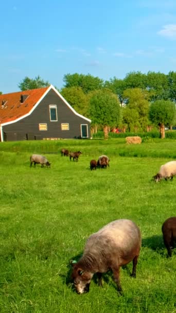 Schafe Weiden Der Nähe Des Traditionellen Alten Bauernhauses Museumsdorf Zaanse — Stockvideo