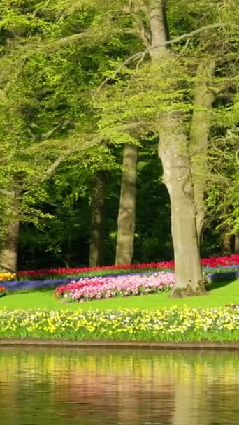 キケンホフ花園のブルーミングピンクのチューリップ花壇 ヨーロッパの庭園 世界最大の花園と人気の観光名所の1つ オランダのリス カメラパン — ストック動画