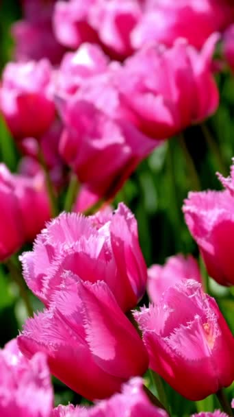 Kwitnące Różowe Tulipany Kwitną Ogrodzie Kwiatowym Keukenhof Znanym Również Jako — Wideo stockowe