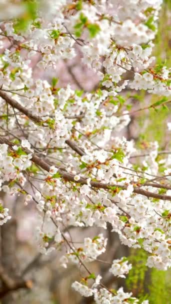 Цветущая Сакура Сакура Цветет Фоне Весной Южная Корея — стоковое видео