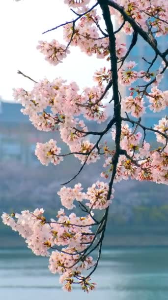 Blooming Sakura Cherry Blossom Branch Skyscraper Building Background Spring Seoul — Stock Video