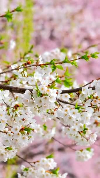 Fond Fleur Cerisier Sakura Floraison Printemps Corée Sud — Video