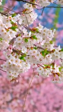 Çiçek açan sakura kiraz çiçeği arka plan bahar, Güney Kore