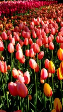 Keukenhof çiçek bahçesinde açan laleler Avrupa Bahçesi olarak da bilinir. Dünyanın en büyük çiçek bahçelerinden biri. Lisse, Hollanda 'dan. Kamera tavası