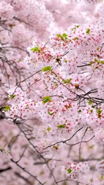 Blühende Sakura Kirschblüte Hintergrund Frühling Südkorea — Stockvideo