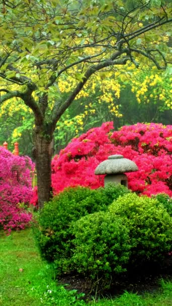 Jardin Japonais Parc Clingendael Haye Pays Bas Sous Pluie — Video