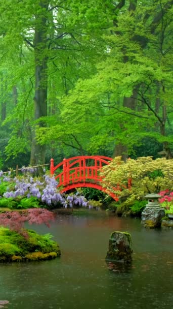 Pequeño Puente Jardín Japonés Park Clingendael Haya Países Bajos Bajo — Vídeo de stock