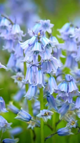 Blue Spanish Bluebell Hyacinthoides Hispanica Flores Campo — Vídeo de stock