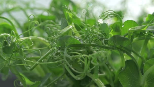新鲜的微绿色植物为健康的沙拉种植甜豌豆芽 新鲜的天然有机产品 关闭卡车滑块射击 — 图库视频影像