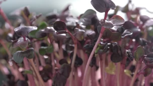 Frisches Mikrogemüse Das Sonnenblumenkohl Für Einen Gesunden Salat Anbaut Frisches — Stockvideo