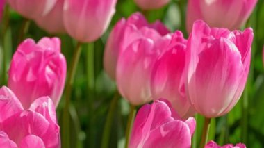 Çiçek açan laleler yakında çiçek açmış. Lisse, Hollanda 'dan. Uzaklaştırma efekti