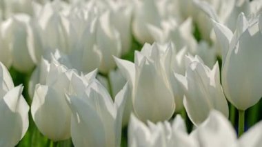 Keukenhof çiçek bahçesinde çiçek açan beyaz laleler, dünyanın en büyük çiçek bahçelerinden biri. Lisse, Hollanda 'dan. Yatay kamera tavası
