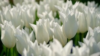 Çiçek açan laleler yakında çiçek açmış. Lisse, Hollanda 'dan. Etkin büyüt