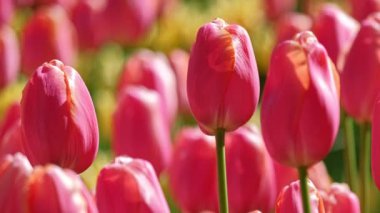 Çiçek açan laleler yakında çiçek açmış. Lisse, Hollanda 'dan. Yatay kamera tavası