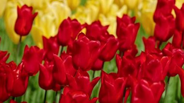 Çiçek açan laleler yakında çiçek açmış. Lisse, Hollanda 'dan. Yatay kamera tavası