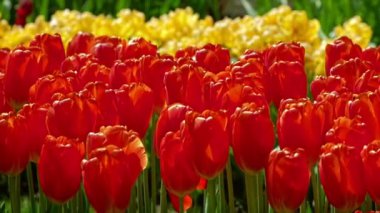 Keukenhof çiçek bahçesinde çiçek açan kırmızı laleler, dünyanın en büyük çiçek bahçelerinden biri. Lisse, Hollanda 'dan. Yatay kamera tavası