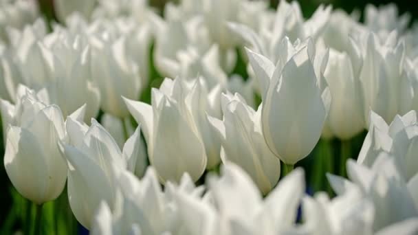 Blühende Tulpen Aus Nächster Nähe Lisse Niederlande Effektiver Zoom — Stockvideo