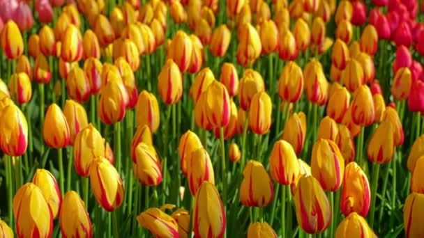 Los Tulipanes Florecientes Florecen Jardín Flores Keukenhof También Conocido Como — Vídeo de stock