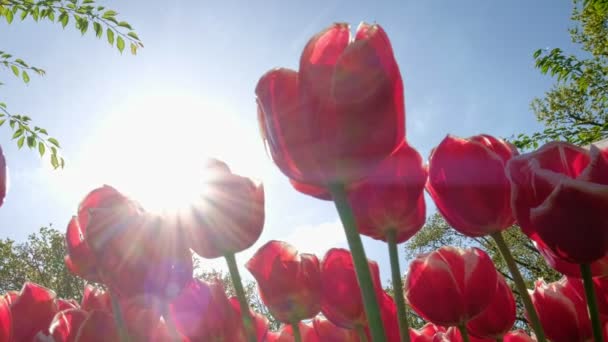 Floraison Des Tulipes Lit Fleurs Près Lisse Pays Bas Panneau — Video