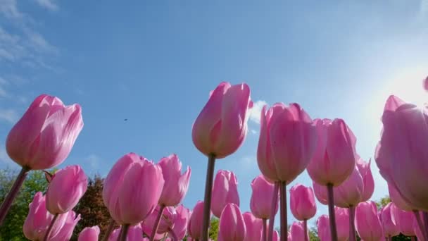Blühende Rosa Tulpenblüten Vor Blauem Himmel Und Sonne Blumengarten Keukenhof — Stockvideo