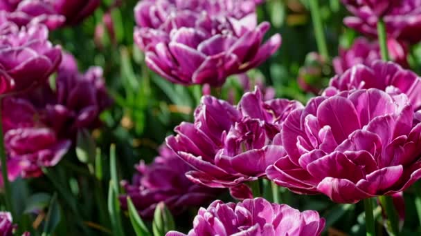キケンホフガーデンでブルーミングダブル後期チューリップ 花のチューリップ ヨーロッパの庭園としても知られ 世界最大の花園と人気のある観光名所の1つです Lisse オランダ — ストック動画