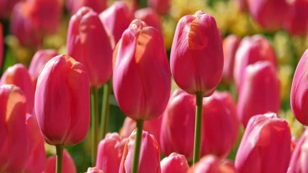 Blooming Pink Tulips Flowerbed Keukenhof Flower Garden One World Largest — Stock Video
