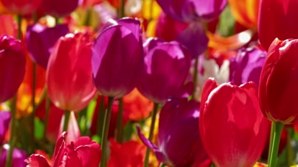 Tulipani Fioriti Aiuola Vicino Lisse Paesi Bassi Telecamera Orizzontale — Video Stock