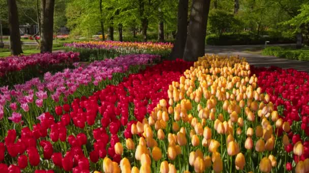 Ανθίζοντας Τουλίπες Παρτέρι Λουλούδια Κήπος Keukenhof Επίσης Γνωστό Κήπο Της — Αρχείο Βίντεο