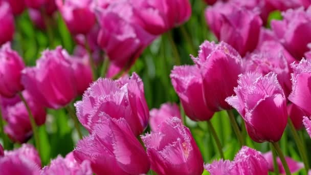 Bloeiende Roze Tulpen Bloembed Keukenhof Bloementuin Ook Bekend Als Tuin — Stockvideo
