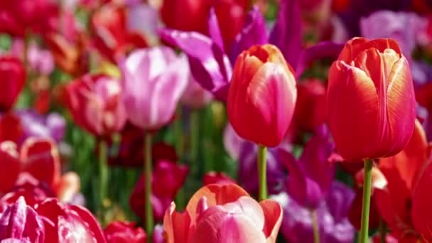 Los Tulipanes Florecientes Florecen Cerca Lisse Países Bajos Sartén Cámara — Vídeo de stock
