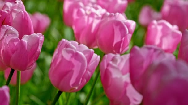 Rozkvetlé Tulipány Těsně Sebe Lisse Nizozemsko Vodorovná Skořepina Kamery — Stock video