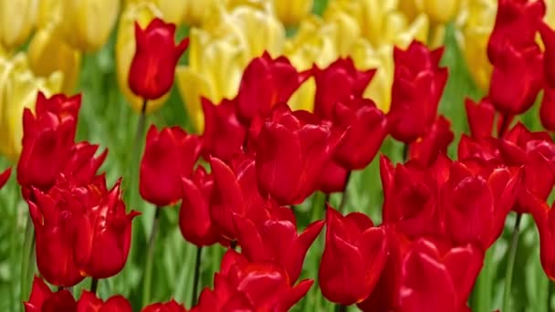 Ανθισμένες Τουλίπες Που Ανθίζουν Στον Κήπο Λουλούδια Keukenhof Γνωστό Και — Αρχείο Βίντεο