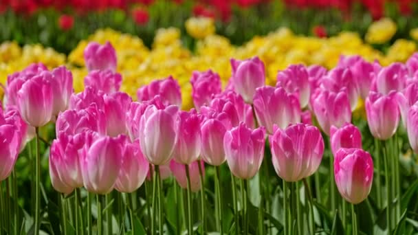 Los Tulipanes Florecientes Florecen Cerca Lisse Países Bajos Zoom Efecto — Vídeo de stock