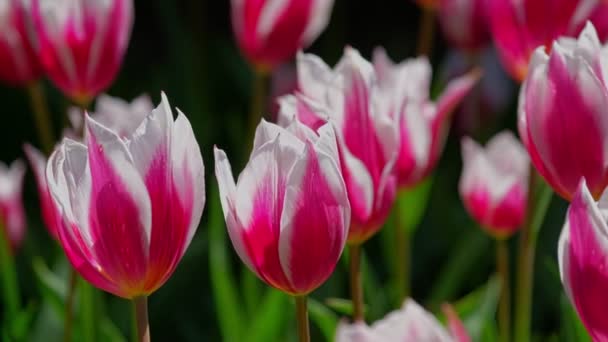 Los Tulipanes Florecientes Florecen Cerca Lisse Países Bajos Sartén Cámara — Vídeo de stock