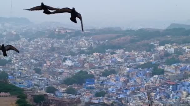 Jodhpur蓝城航空视图 来自印度拉贾斯坦邦Mehrangarh Fort的蓝色油漆房屋和鸟儿在早上在婆罗门房屋上方飞翔 摄像机水平盘 — 图库视频影像