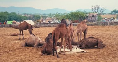 Pushkar mela deve fuarında develer. Pushcar Kamera Fuarı ünlü bir Hint festivalidir. Pushkar, Rajasthan, Hindistan