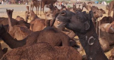 Develer tarlada Pushkar mela deve fuarını takas ediyor. Develer gün doğumunda çiğniyor. Ünlü Hint festivali Kartik mela. Pushkar, Rajasthan, Hindistan
