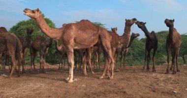 Pushkar mela deve fuarında deve sürüsü. Develer çiğniyor. Ünlü Hint festivali Kartik mela. Pushkar, Rajasthan, Hindistan. Kamera döndürme