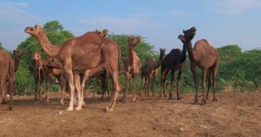 Pushkar Mela Pushkar Deve Fuarı 'ndaki develer Pushkar, Rajasthan, Hindistan' daki ünlü turistik eğlence merkezi.
