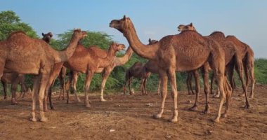 Pushkar mela deve fuarında develer. Pushcar Kamera Fuarı ünlü bir Hint festivali ve deve ticareti fuarıdır. Pushkar, Rajasthan, Hindistan. Yatay kamera tavası