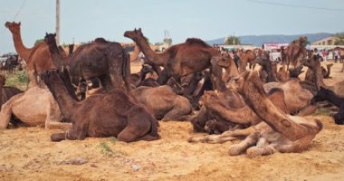 Pushkar mela deve fuarında develer. Pushcar Kamera Fuarı ünlü bir Hint festivalidir. Pushkar, Rajasthan, Hindistan