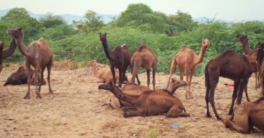 Pushkar mela deve fuarında develer. Pushcar Kamera Fuarı ünlü bir Hint festivali ve deve ticareti fuarıdır. Pushkar, Rajasthan, Hindistan
